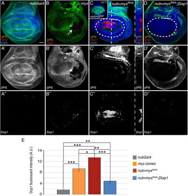 Integrins Cooperate With the EGFR/Ras Pathway to Preserve Epithelia Survival and Architecture in Development and Oncogenesis